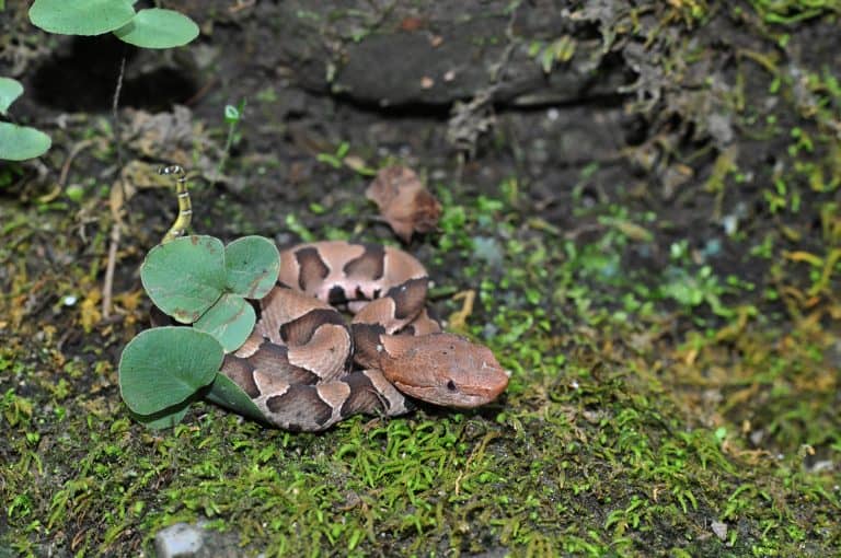 “A baby copperhead snake resting on forest floor with visible hourglass pattern and yellow tail tip.”