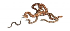 a baby copperhead snake resting on forest floor with visible hourglass pattern and yellow tail tip.”