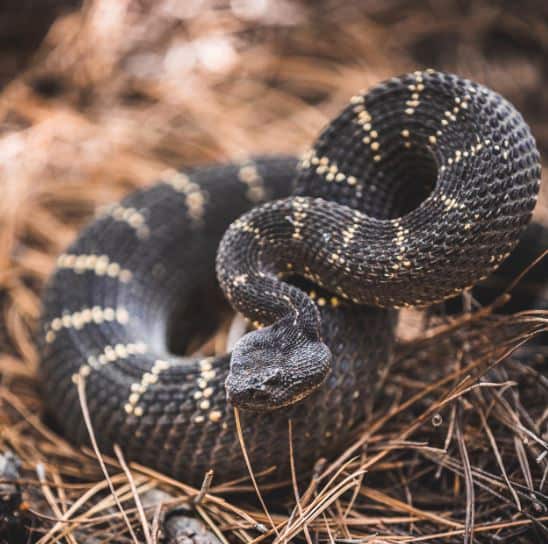 “Close-up of a rattlesnake coiled and rattling its tail, symbolizing the dangers of keeping rattlesnakes as pets.