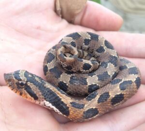 “Close-up of a baby cottonmouth snake showing yellow tail and banded body pattern”

