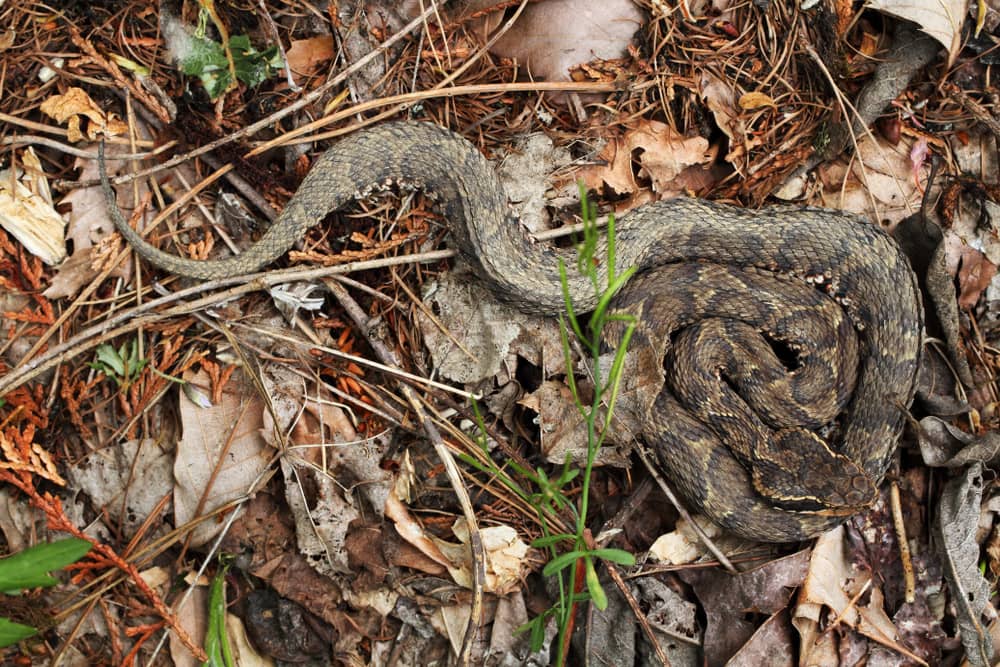 "Japanese Mamushi Pit Viper (Gloydius blomhoffii) showing scales and triangular head