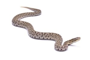 "Japanese Mamushi Pit Viper (Gloydius blomhoffii) showing scales and triangular head"