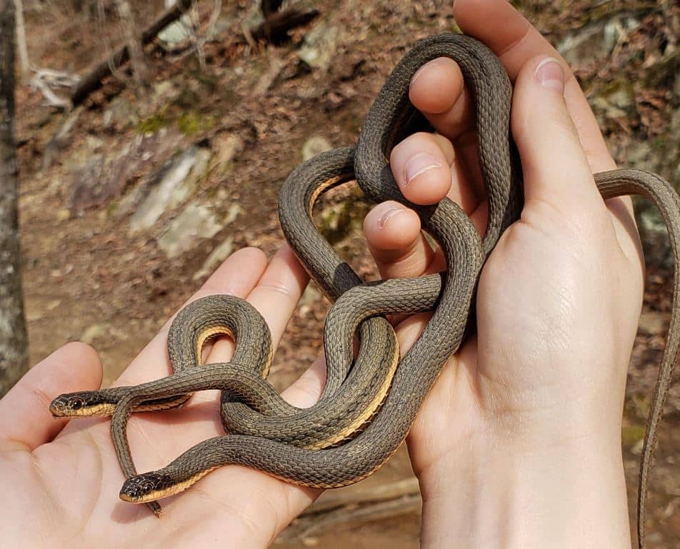 Queen Snake basking on a rock near a freshwater stream in North America