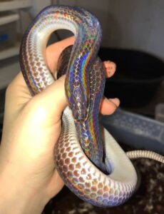 A close-up of a Sunbeam Snake showing its shiny, rainbow-like iridescent scales on moist soil 