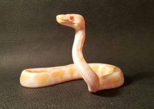 A variety of snakes in different habitats showing lifespan diversity