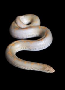 Kenyan Sand Boa Care Sheet: Complete Guide to a Beginner-Friendly Snake 