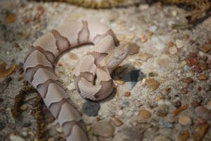 “A baby copperhead snake resting on forest floor with visible hourglass pattern and yellow tail tip.”