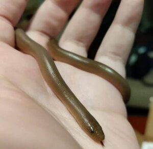 "Rubber Boa coiled on a forest floor, showcasing its smooth, rubbery skin and blunt tail"