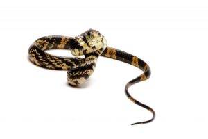 A Yellow Rat Snake (Chicken Snake) coiled on a tree branch with bold black stripes on its yellow body