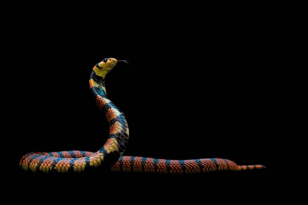 Cape Coral Cobra: Venomous Snake Facts, Habitat, and Safety Guide