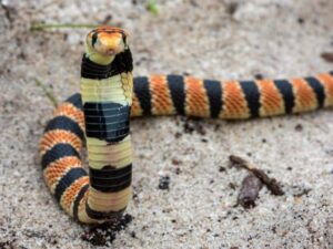Cape Coral Cobra in the wild displaying its bright orange and black bands"