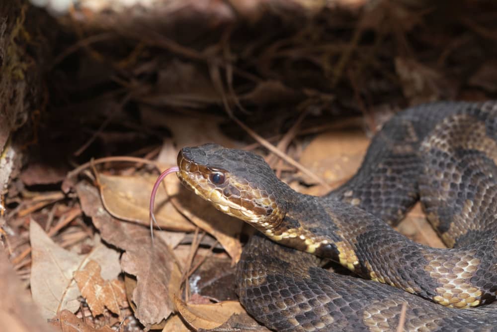 Close-up of a pale-colored Hog Island Boa resting on natural wood in an enclosure