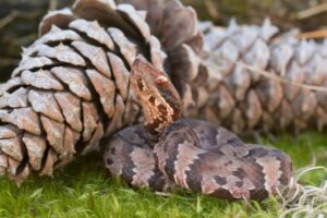 Close-up of a baby cottonmouth snake showing yellow tail and banded body pattern”