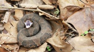 Close-up of a baby cottonmouth snake showing yellow tail and banded body pattern”