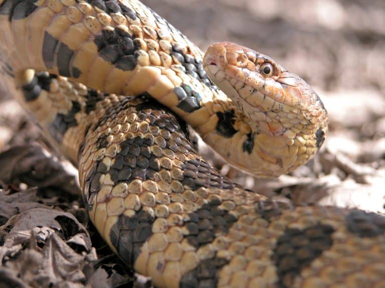 : Egyptian cobra with hood flared in desert habitat