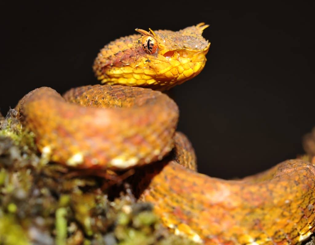 A brightly colored Eyelash Viper coiled on a rainforest branch with its signature scale "eyelashes" above its eyes