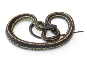 Kenyan Sand Boa Burrowed in Sand