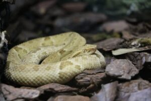 Golden Lancehead Viper coiled on a rock in its natural habitat on Snake Island
