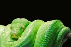 Beautiful Green Tree Python perched on a branch showcasing vibrant color morph.

