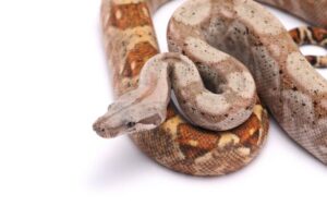 Close-up of a pale-colored Hog Island Boa resting on natural wood in an enclosure