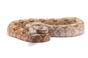 Close-up of a pale-colored Hog Island Boa resting on natural wood in an enclosure