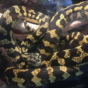 A Jungle Carpet Python coiled on a tree branch, showcasing its vivid black and yellow patterns in its natural rainforest habitat.
