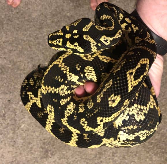 A Jungle Carpet Python coiled on a tree branch, showcasing its vivid black and yellow patterns in its natural rainforest habitat.
