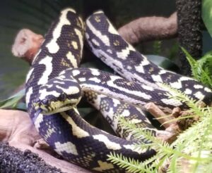 Snake Profile: Jungle Carpet Python – The Stunning Forest Predator

