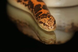 Learn how to care for a Kenyan Sand Boa with this complete guide. Covers setup, feeding, handling, health tips, and more—perfect for beginners and reptile lovers alike.