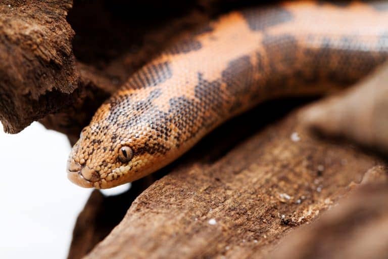 A close-up of a Kenyan Sand Boa burrowing in sandy substrate inside a reptile enclosure