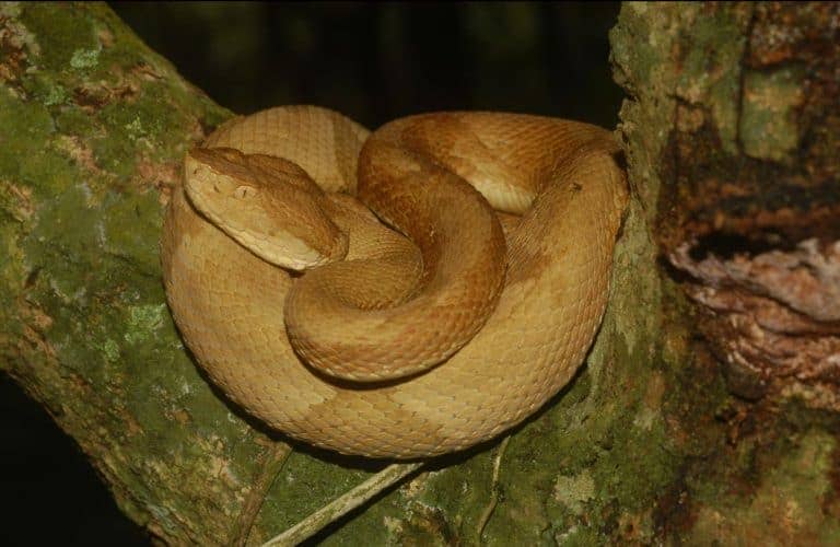 Golden Lancehead Viper coiled on a rock in its natural habitat on Snake Island