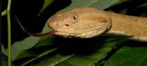 Golden Lancehead Viper coiled on a rock in its natural habitat on Snake Island