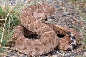 Close-up of a rattlesnake coiled and rattling its tail, symbolizing the dangers of keeping rattlesnakes as pets.”