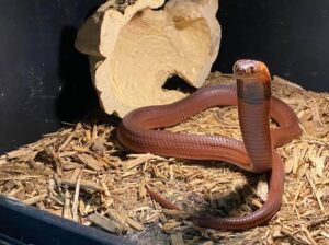 Red Spitting Cobra in a defensive pose with hood flared and mouth open, ready to spit venom in dry savanna habitat. 