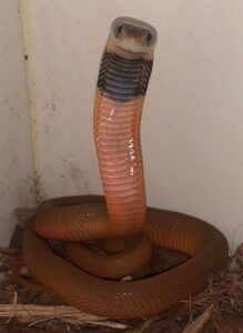 Red Spitting Cobra in a defensive pose with hood flared and mouth open, ready to spit venom in dry savanna habitat.