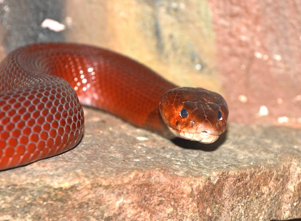 Red Spitting Cobra in a defensive pose with hood flared and mouth open, ready to spit venom in dry savanna habitat.