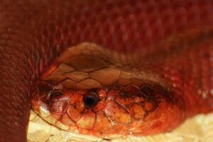 Discover the fascinating world of the Red Spitting Cobra (Naja pallida). Learn about its venom, behavior, habitat, diet, reproduction, and unique defense mechanisms. Stay informed and safe with this detailed snake profile.