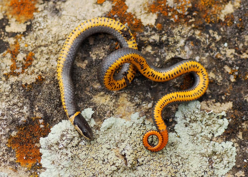 “Ringneck snake curled with red belly exposed as a defense display”