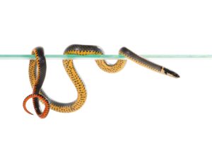 “Ringneck snake curled with red belly exposed as a defense display”
