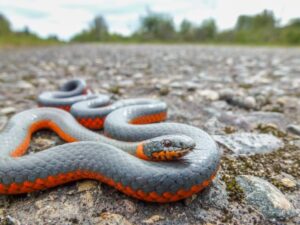 “Ringneck snake curled with red belly exposed as a defense display”