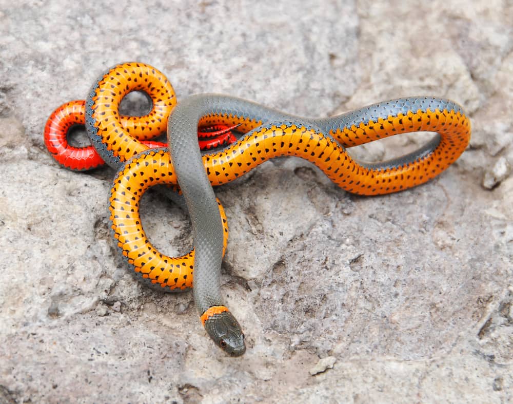A variety of snakes in different habitats showing lifespan diversity
