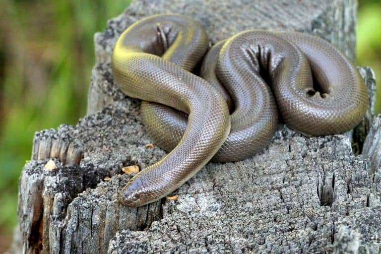 "Rubber Boa coiled on a forest floor, showcasing its smooth, rubbery skin and blunt tail"