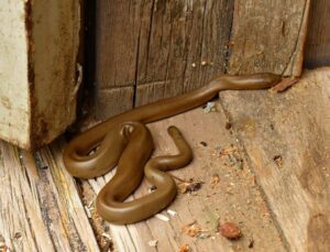 Rubber Boa coiled on a forest floor, showcasing its smooth, rubbery skin and blunt tail"