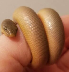 "Rubber Boa coiled on a forest floor, showcasing its smooth, rubbery skin and blunt tail"