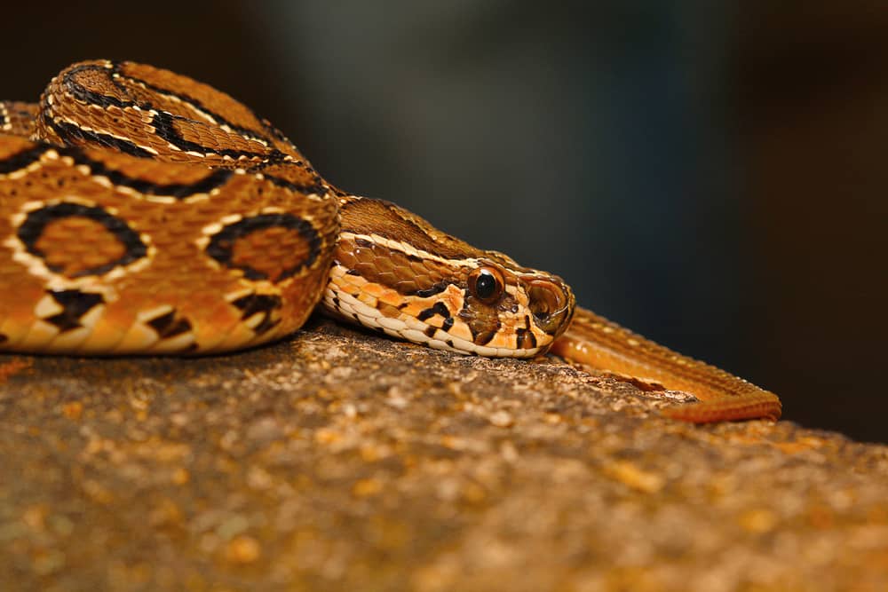 Outline for “Snake Profile: Russell’s Viper