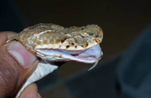 "Russell’s Viper coiled up in the wild showcasing its distinctive pattern and venomous nature."