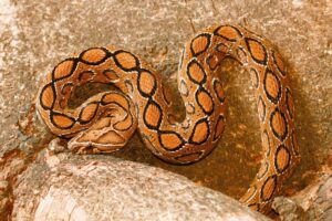 "Russell’s Viper coiled up in the wild showcasing its distinctive pattern and venomous nature."