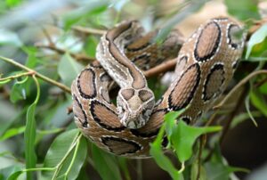 "Russell’s Viper coiled up in the wild showcasing its distinctive pattern and venomous nature."
