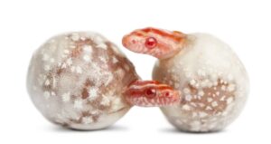 everything-you-need-to-know-about-snake-eggs