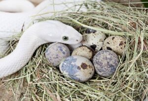 “Close-up of snake eggs in a nest”
